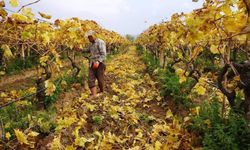 Kartpostallık görüntüler eşliğinde Sarıgöl'de budama çalışmaları sürüyor