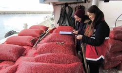 Kastamonu'da beyaz kum midyesi denetimi