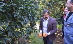 Kaymakam Kumcu, 'Köyceğiz Portakalı' hasadına katıldı