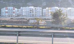 Kaza yapan tırdan kaçan anguslar şehir turunda