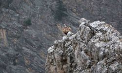 Kemaliye'de göçmen akbabalar görüntülendi