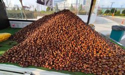 Kestane sezonu açıldı: Kilosu 175 lira