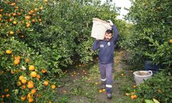 Kilogram fiyatı 2 TL'ye düşünce dalda çürümeye bırakılmıştı, 320 ton ürün vatandaşlara ücretsiz dağıtıldı