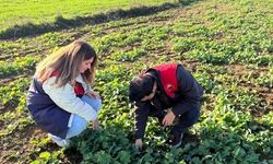 Kırklareli'nde kanola gelişimi inceleniyor