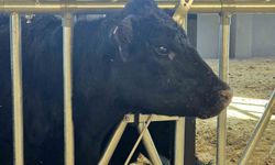 Kırsalda Bereket Hayvancılığa Destek Projesi, 2028 yılına kadar sürecek