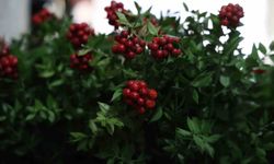 Kırşehir'de aralık ayının en çok tercih edilen çiçeği kokina oldu