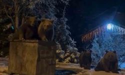 Kış uykusuna yatmayan ayılar böyle görüntülendi