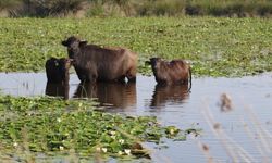 Kızılırmak Deltası'nda manda yetiştiriciliği markalaşarak geleceğe taşınıyor