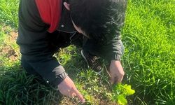 Kofçaz'da tarla faresine karşı etkin mücadele: Tarım arazilerinde fare tehdidi