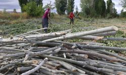 Kömür pahalı, odun umut: Erzincan kırsalında kış mesaisi