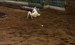 Konya'da sokak köpeklerinin saldırdığı koyun telef oldu