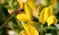 Koruma Altındaki 'Eber Sarısı'yla ilgili önemli açıklama