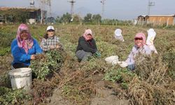 Kuraklığın rekolteyi etkilediği yer fıstığında hasat başladı