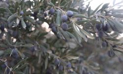 Kuraklık zeytin hasadında yağ verimini olumsuz etkiledi