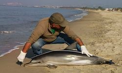 Kuşadası'nda yunus balığı karaya vurdu