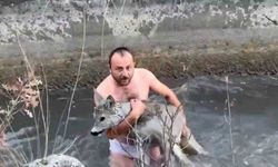 Kütahya'da su kanalına düşen karaca kurtarıldı