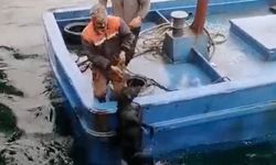 Lapseki'de iskelede denize düşerek sürüklenen köpeğin yardımına balıkçılar yetişti
