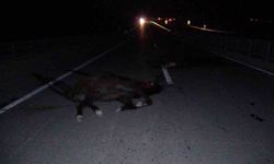 Malatya'da feci olay: Milyonluk taylar karayolunda telef oldu