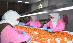 Malatya'da kuru kayısıda 11 ayda 275 milyon dolar gelir elde edildi