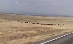 Malazgirt'te domuz sürüsü görüntülendi