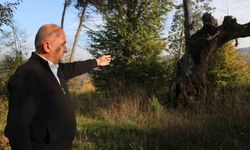 Maneviyat merkeziydi, otluk alana döndü: Mezarlıktan geriye çürümüş ağaç kaldı