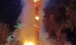 Mardin'de 15 yıllık palmiye ağacını ateşe verdiler