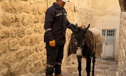 Mardin'de 'kadrolu' eşekleri emekli edecek proje hayata geçiyor