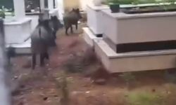 Marmaris'te domuz istilası sürüyor: 'Yeni adres mezarlıklar'