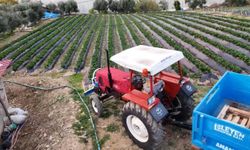 Mersin'de çilekte kış hasadı: Bahçede kilogramı 130 TL