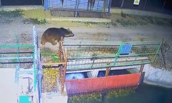 Mevsim normalleri değişti, ayılar hâlâ uyanık