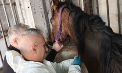 Milyonluk safkan İngiliz atına sağlık taraması