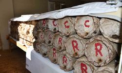 Misafir odasını bal arılarına ayırdı