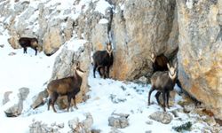 Munzur'un beyaz zirvesinde şamualar görüntülendi