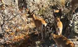 Munzur'un sarp kayalıklarında yaban keçileri