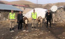 Muş'ta çalınan 2 büyükbaş hayvan bulundu