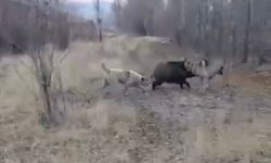Muş'ta yaban domuzu ile çoban köpeklerinin kovalamacası kamerada