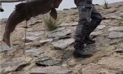 Nehirde yakalanan 60 kiloluk dev turna balığını, çam sırığına bağlayıp taşıdılar