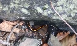 Nesli tehlike altındaki Kafkas semenderi Şavşat'ta görüntülendi