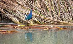 Nesli tehlikedeki 'saz horozu' Göksu Deltası'nda görüntülendi