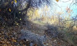 'Ormanın Hayaleti' vaşak Erzincan'da görüntülendi