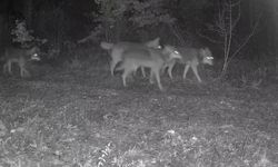 Ovacık'taki yaban hayatı kamerada