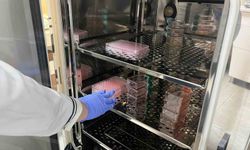 Parkinson'da bağırsak- beyin iletişimi çip üstü organ teknolojisiyle araştırılıyor