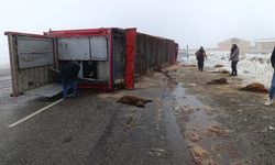 Patnos'ta hayvan yüklü tır devrildi: 10 küçükbaş telef oldu