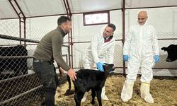Pertek'te kırsala bereket: Genç veterinere hayvancılık desteği