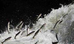 Prof. Dr. Alaeddinoğlu: 'İnci kefalinin nesli ciddi tehdit altında'