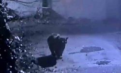 Rize'de avcıların yakalayamadığı ayı güvenlik kamerasına yakalandı