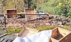 Rize'de ayının kovanlarına saldırdığı üreticiden 'Ben şimdi ne edeyim?' tepkisi