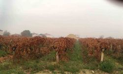 Sağanak yağmur çiftçileri sevindirdi