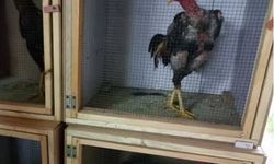 Sakarya'da horoz dövüşü operasyonu