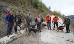 Samsun'da domuz alarmı: Avcılığa 'takoz' engeli